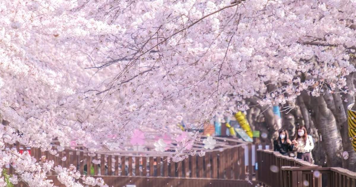 Jinhae Cherry Blossoms Tour Klook